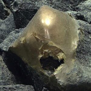 Marine Biologists Solve Mystery of Deep-Sea ‘Golden Orb’