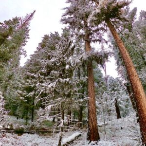 The Trump administration wants to open precious East Coast forests to logging and mining