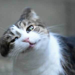 Why do cats and dogs shake their heads?