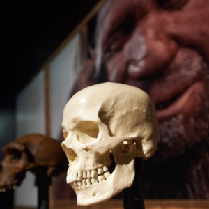 Neanderthals’ brains weren’t to blame for their demise, new study suggests