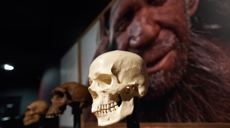 Neanderthals’ brains weren’t to blame for their demise, new study suggests