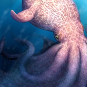 In Cretaceous Oceans, Giant ‘Kraken-Like’ Octopuses May Have Been Top Predators