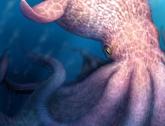 In Cretaceous Oceans, Giant ‘Kraken-Like’ Octopuses May Have Been Top Predators