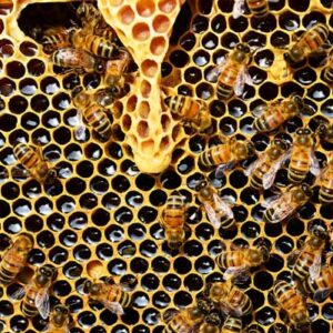 Honeybees Can Process Numerical Information, New Study Confirms