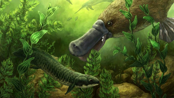 Early Platypuses Had Strong Teeth and Powerful Jaws, Fossils Show