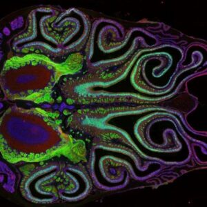 First-of-its-kind map of the mouse nose reveals surprises about the sense of smell
