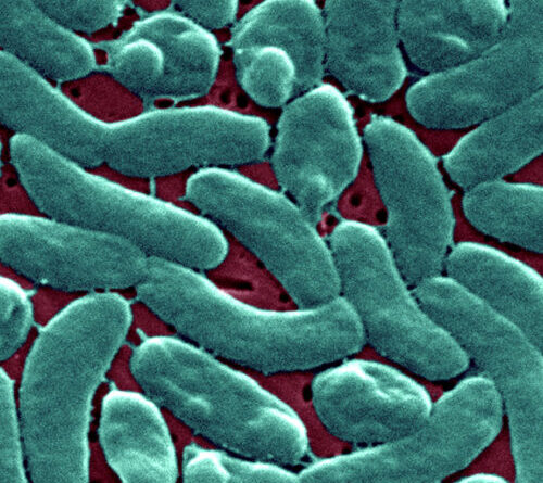 Flesh-eating bacteria devour man’s arm and leg in just three days