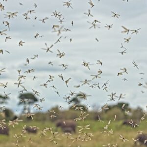 ‘We can no longer ignore diseases in the deep human past’: Malaria influenced early humans’ migrations across Africa, study suggests