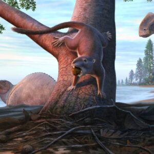Omnivorous, Rodent-Like Mammal Lived in Dinosaurs’ Shadow on Pacific Coast