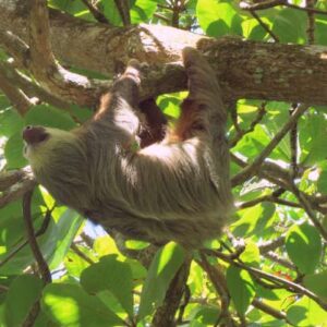 Two-Toed Sloths May Be Three Distinct Species, New Research Suggests