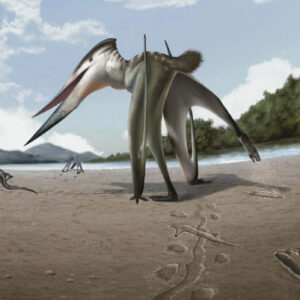106-Million-Year-Old Pterosaur Footprints Discovered in Korea