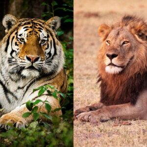 What’s the difference between a lion and a tiger?