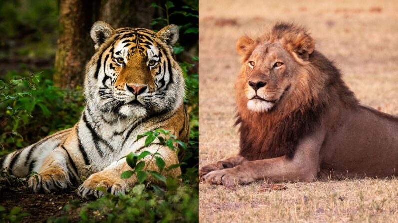 What’s the difference between a lion and a tiger?