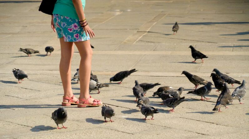 City birds appear to like men more than women, but experts have no idea why