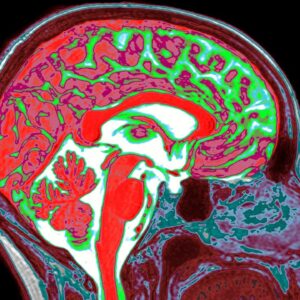Estrogen in both the male and female brain shapes responses to trauma, study suggests