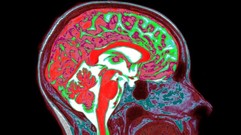 Estrogen in both the male and female brain shapes responses to trauma, study suggests