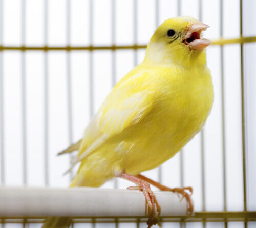 Canadian election databases use “canary traps”—and they work