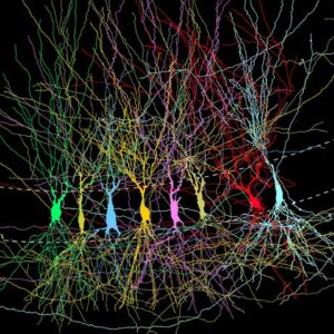 The brain’s memory center doesn’t start as a blank slate, study suggests