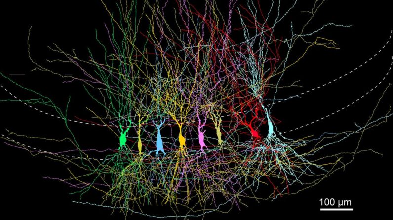 The brain’s memory center doesn’t start as a blank slate, study suggests