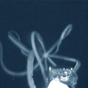 Giant Squid DNA Found in Deep Canyons off Australia