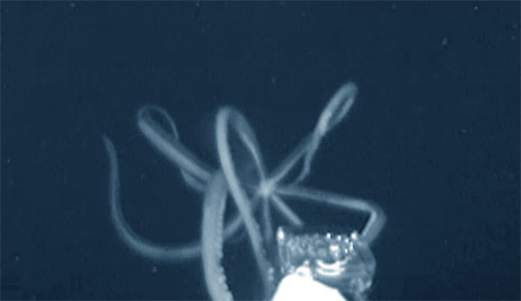 Giant Squid DNA Found in Deep Canyons off Australia