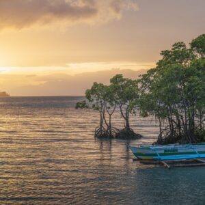 Mangroves clean up $8.7 billion of nitrogen pollution every year, study finds
