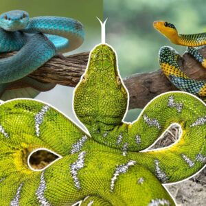 ‘More than 100 million years of evolution’: How snakes evolved and lost their legs