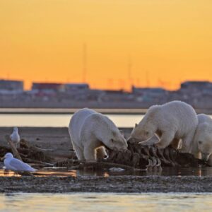 More polar bears are approaching human sites as the climate warms, and it’s not just the skinny ones
