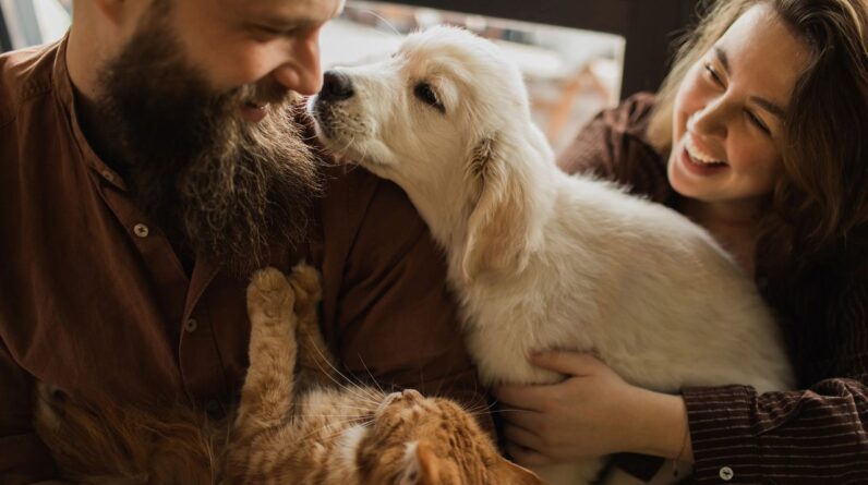 Are we more closely related to cats or dogs?