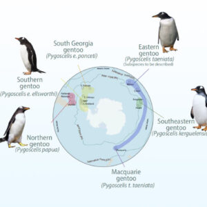 Gentoo Penguins Aren’t One Species After All