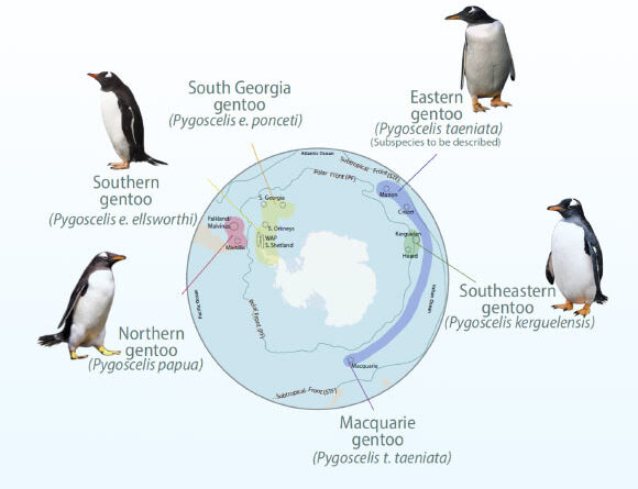 Gentoo Penguins Aren’t One Species After All