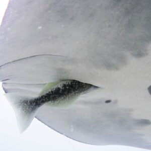 ‘A combination of amazement and horror’: Hitchhiker fish hide in manta ray buttholes
