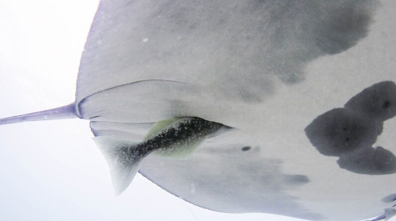 ‘A combination of amazement and horror’: Hitchhiker fish hide in manta ray buttholes