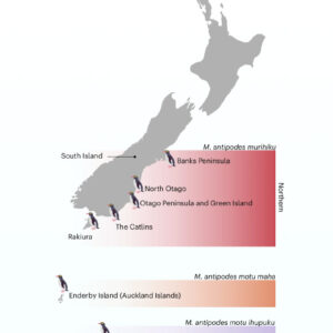 Rare New Zealand Penguins Are Three Distinct Subspecies, New Study Shows