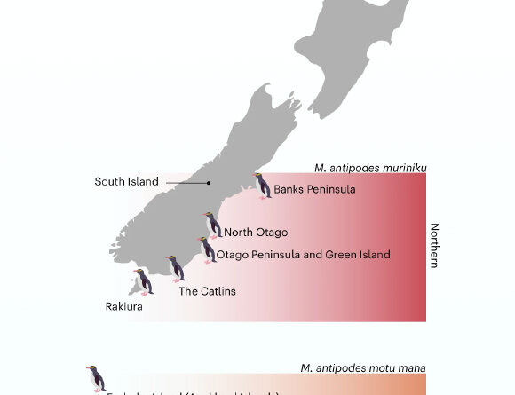 Rare New Zealand Penguins Are Three Distinct Subspecies, New Study Shows