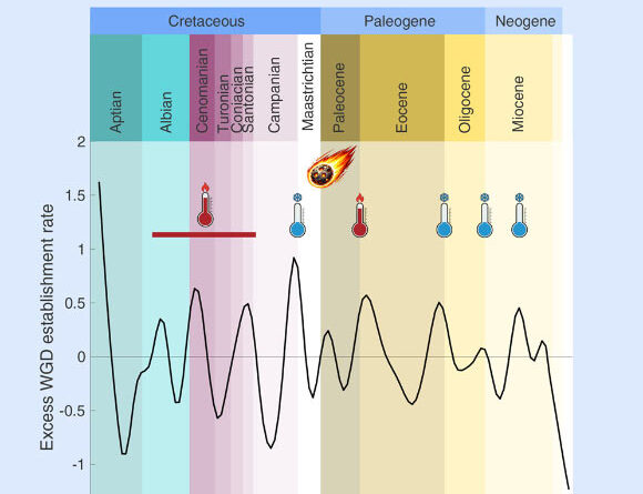 Duplicated Genomes Helped Flowering Plants Survive End-Cretaceous Mass Extinction