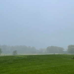 Tiny Bacteria in the Fog May Be Helping Clean the Air
