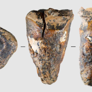‘Exceptional’ drilled tooth reveals Neanderthals practiced dentistry in Siberia 60,000 years ago