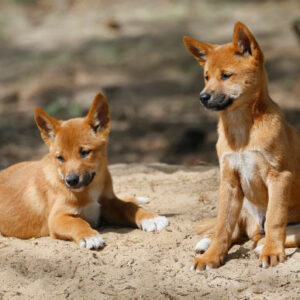 Most Australia’s ‘Wild Dogs’ Are Actually Dingoes, DNA Study Finds