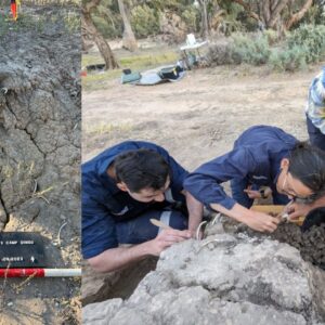 950-year-old burial of a pet dingo is first clear archaeological evidence of humans ritually ‘feeding’ a grave anywhere in the world