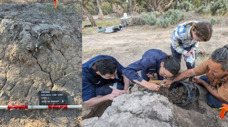 950-year-old burial of a pet dingo is first clear archaeological evidence of humans ritually ‘feeding’ a grave anywhere in the world