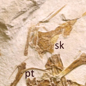 New Jurassic Pterosaur Unearthed in Germany