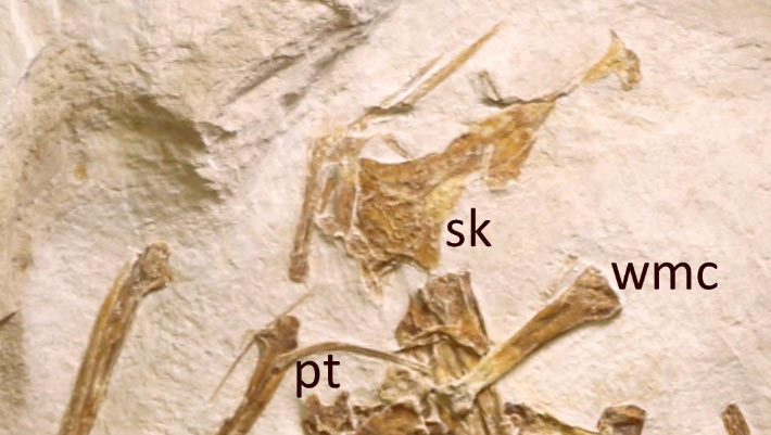 New Jurassic Pterosaur Unearthed in Germany