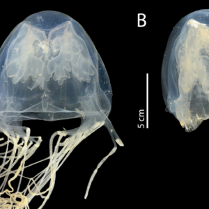 Deadly, highly venomous box jellyfish discovered near Singapore is a newfound species