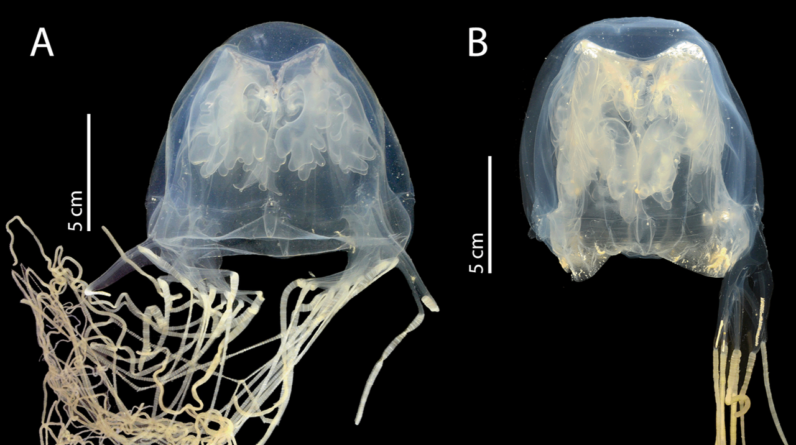 Deadly, highly venomous box jellyfish discovered near Singapore is a newfound species