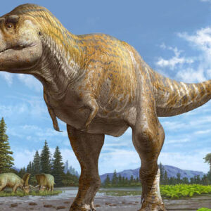 Mystery of Tyrannosaurus rex’s Tiny Arms May Finally Have an Answer