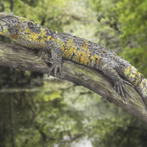 83-Million-Year-Old Crocodile Lizard Fossil Unearthed in France