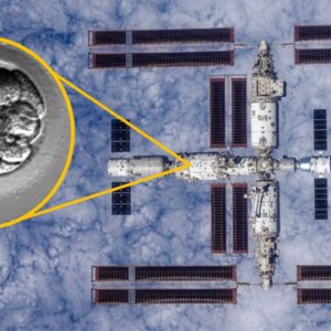 China launches ‘human artificial embryos’ to space in bid to see whether reproduction is possible off-world