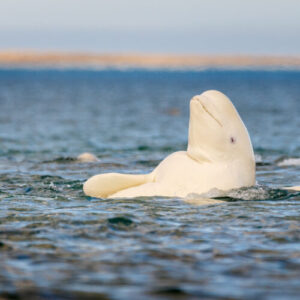 Whatever the mirror test tells us, beluga whales pass it