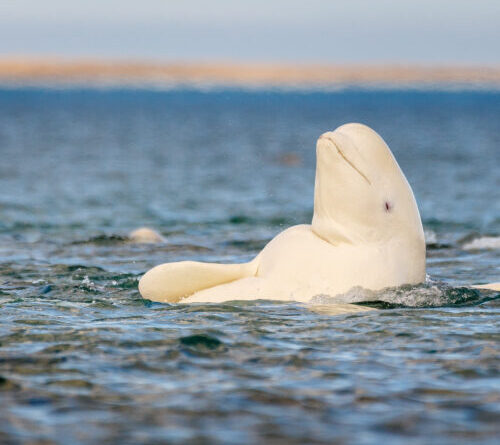 Whatever the mirror test tells us, beluga whales pass it